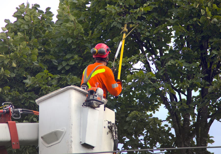 A crew member in a bucket truck using a pole saw to prune a tall tree.